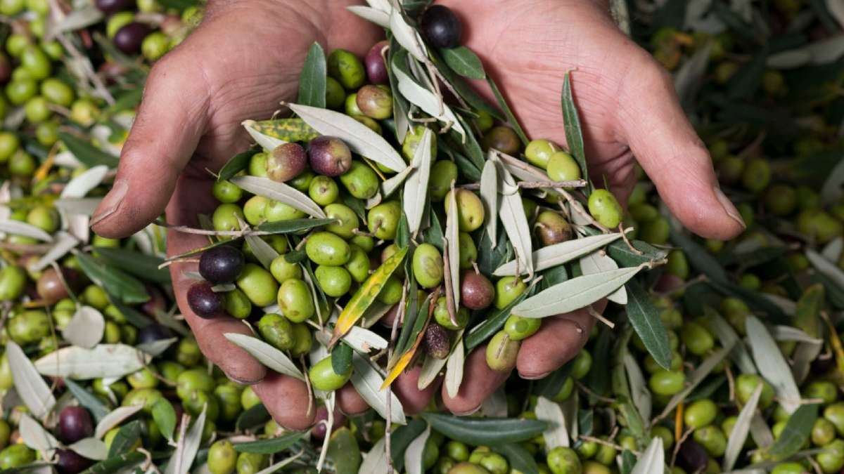 Harvest